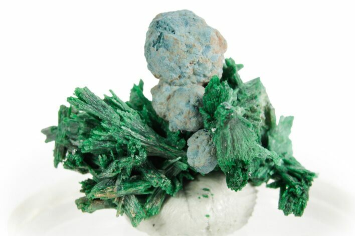 Blue Botryoidal Shattuckite on Fibrous Malachite - Namibia #363769